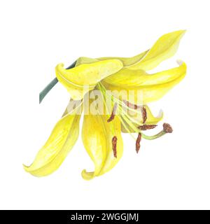 Gigli fiori gialli isolati su sfondo bianco. Acquerello disegno a mano realistico disegno botanico. Invito per matrimoni di bellezza e design artistico Foto Stock