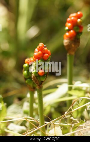 Frutto dell'arum maculato a fine estate. Diffuso nei parchi e nelle foreste dell'Assia. Foto Stock