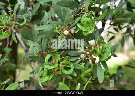 il blackwood australiano, il blackwood della Tasmania o l'acacia di blackwood (Acacia melanoxylon o Mimosa melanoxylon) è un albero di legno di qualità originario dell'Aust orientale Foto Stock