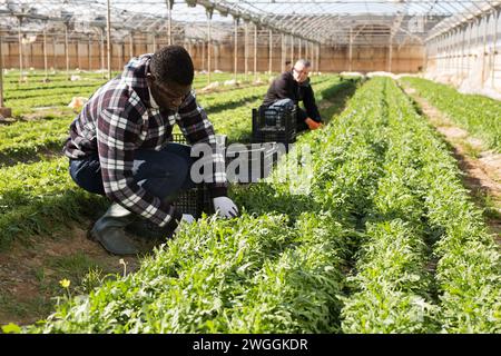 Maschio afroamericano durante la raccolta di rucola in hobhouse Foto Stock