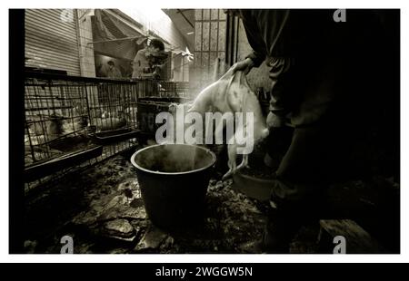 Un macellaio prepara un cane per essere bollito. Foto Stock