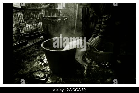 Un macellaio prepara un cane per essere bollito. Foto Stock