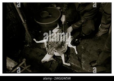 Un macellaio prepara un cane per essere bollito. Foto Stock