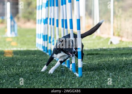 border collie che fa uno slalom di agilità Foto Stock