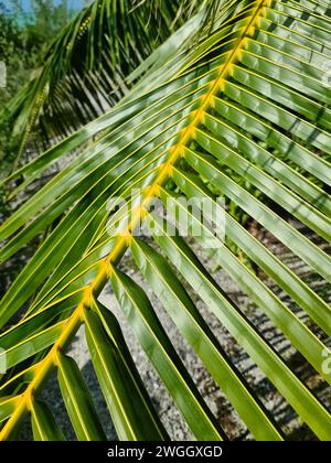 Primo piano di foglie di palma verde intenso al sole Foto Stock