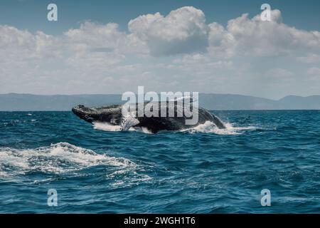 Balena blu megattere che salta fuori dall'acqua nel Mar dei Caraibi, Repubblica Dominicana. La balena sta cadendo sulla schiena e spruzza acqua nell'aria. Foto Stock