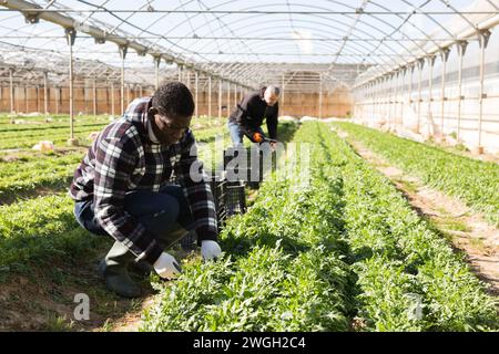 Orticulturista afro-americano che raccoglie rucola Foto Stock