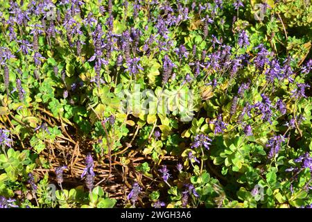 Il fiore di aragosta (Plectranthus neochilus) è una pianta perenne e succulenta originaria dell'Africa meridionale. Impianto di fioritura. Foto Stock