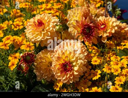 Primo piano dei fiori di calendula dorata e di dahlia arancione in giardino Foto Stock