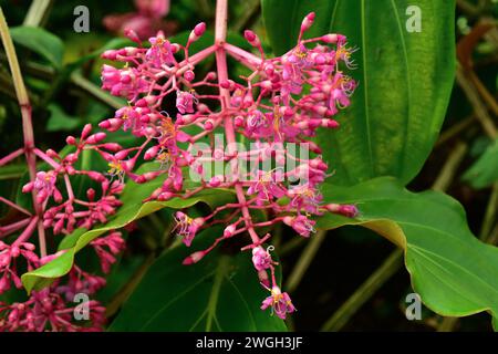 L'uva rosa o medinilla showy (Medinilla magnifica) è una pianta epifitica originaria delle Filippine. Pianta fiorente. Foto Stock