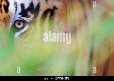 Riserva delle tigri di Tadoba le immagini DELL'INDIA mostrano una tigre del Bengala che cammina di fronte a una jeep piena di fotografi della fauna selvatica come se fosse la sua attrattiva Foto Stock
