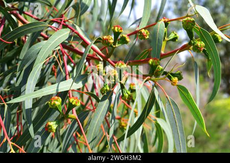 Illyarrie o gomma rossa-capped (Eucalyptus eryrocorys) è un albero nativo dell'Australia occidentale. Gemme floreali e foglie dettaglio. Foto Stock