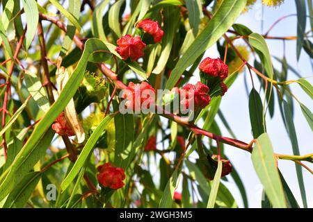 Illyarrie o gomma rossa-capped (Eucalyptus eryrocorys) è un albero nativo dell'Australia occidentale. Gemme floreali e foglie dettaglio. Foto Stock