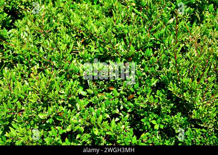 il mirto comune (Myrtus communis) è un arbusto sempreverde originario del bacino del Mediterraneo e delle Isole Canarie. Questa foto è stata scattata a Minorca, nell'Isla delle Baleari Foto Stock