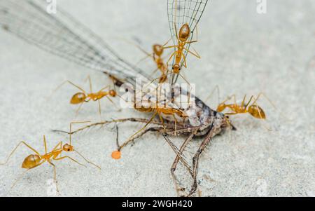 Il team Red ANTS sta muovendo la preda, Red ANTS è lavoro di squadra, concentrazione selettiva. Foto Stock