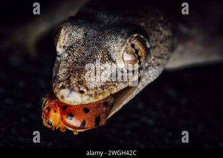 Lizard mangia il coccinello, Lizard con le sue prede, macro fotografia di insetti, messa a fuoco selettiva. Foto Stock