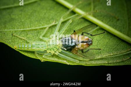 Il ragno di granchio verde (Oxytate virens) mangia prede volanti su foglie verdi, macro-fotografia insetti, messa a fuoco selettiva. Foto Stock