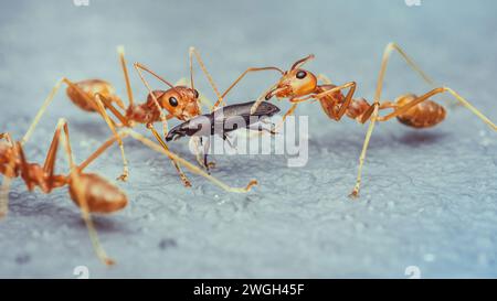 Il team Red ANTS sta muovendo la preda, Red ANTS è lavoro di squadra, concentrazione selettiva. Foto Stock