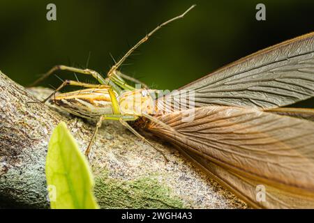 Lince Spider a righe del genere Oxyopes con preda, Yellow Lynx Spider, macro fotografia insetti, messa a fuoco selettiva. Foto Stock