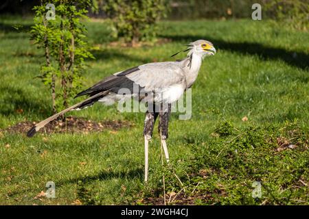 Il secretarybird (Sagittarius serpentarius), un grande rapace terrestre. Foto Stock