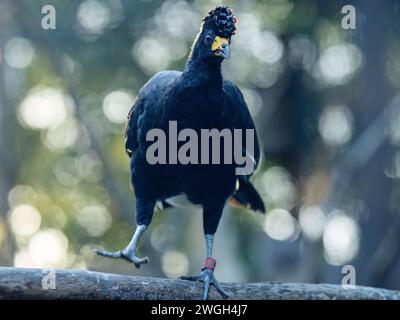 Il curassow nero (Crax alector), ritratto di un uccello. Foto Stock