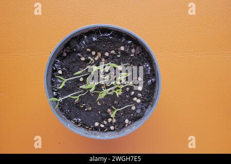 mettere piccoli semi di pepe caldo in una pentola con terreno Foto Stock