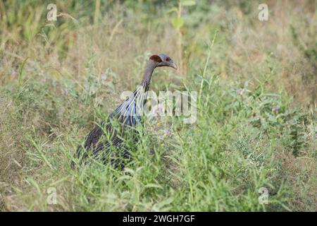 Galline vulturine (Acrillium vulturinum) che si nutrono in una fitta vegetazione Foto Stock