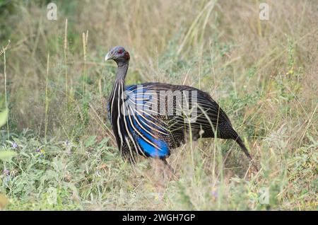 Galline vulturine (Acrillium vulturinum) che si nutrono in una fitta vegetazione Foto Stock