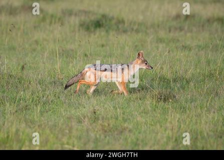 Lo sciacallo nero (Canis mesomelus), noto anche come lo sciacallo argentato, si muove attraverso l'erba lunga Foto Stock