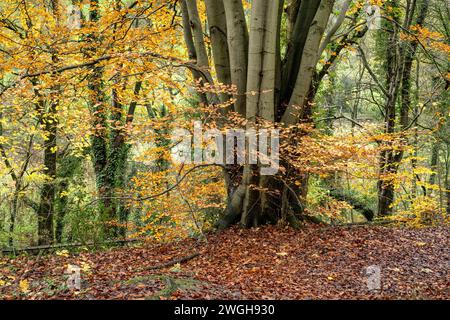 Foglie autunnali a Pickering's Castle Woods Foto Stock