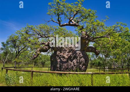 Baobab Prison Tree, Derby, Australia Occidentale, una cava di 1500 anni, Adansonia gregorii, una volta usata come prigione per i prigionieri aborigeni Foto Stock