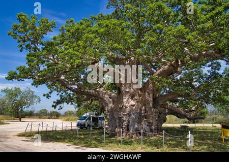Camper parcheggiato all'ombra di un gigantesco albero di baobab, Derby, Australia Occidentale, una cava Adansonia gregorii di 1500 anni. Foto Stock