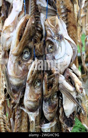 Teste di pesce grosso appese su scaffale di legno in Islanda Foto Stock