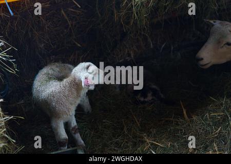 5 febbraio 2024. Raglan Farm, Raglan, Monmouthshire. La stagione degli agnelli è ben avviata con diversi set di gemelli e trigemellini nati questa mattina. Il lambing inizia nel mese di gennaio e continua fino ad aprile. Bridget Catterall AlamyLiveNews. Foto Stock