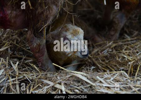 5 febbraio 2024. Raglan Farm, Raglan, Monmouthshire. La stagione degli agnelli è ben avviata con diversi set di gemelli e trigemellini nati questa mattina. Il lambing inizia nel mese di gennaio e continua fino ad aprile. Bridget Catterall AlamyLiveNews. Foto Stock