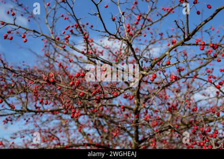 Rosa canina Bush contro il cielo blu, fuoco morbido Foto Stock