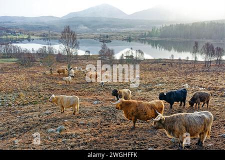 Bestiame delle Highland una piccola mandria vicino a un lago in inverno sulla costa occidentale della Scozia Foto Stock
