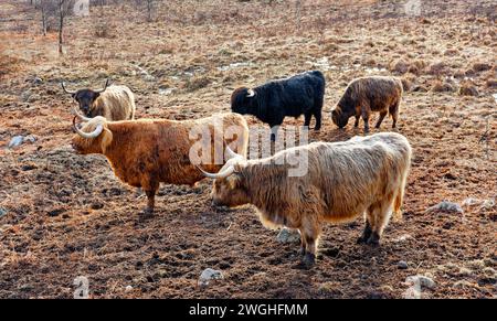 Bestiame delle Highland una piccola mandria di cinque persone vicino a un lago in inverno sulla costa occidentale della Scozia Foto Stock