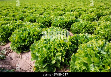 Piantagione di escarole verdi Foto Stock