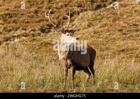 Cervo rosso Cervus elaphus un cervo su una collina della costa occidentale della Scozia in inverno Foto Stock