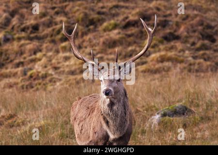 Cervo Cervus elaphus ritratto di un cervo su una collina della costa occidentale della Scozia Foto Stock