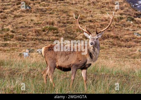 Cervo Cervus elaphus cervo su una collina della costa occidentale della Scozia Foto Stock