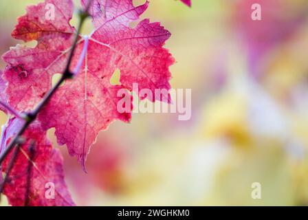 Foglia d'autunno rosa su una vite, cinque Terre, Liguria, Italia Foto Stock