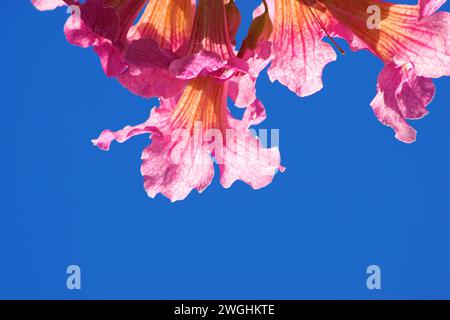 Tromba rosa (Podranea ricasoliana) la Palma, Isole Canarie, Spagna Foto Stock