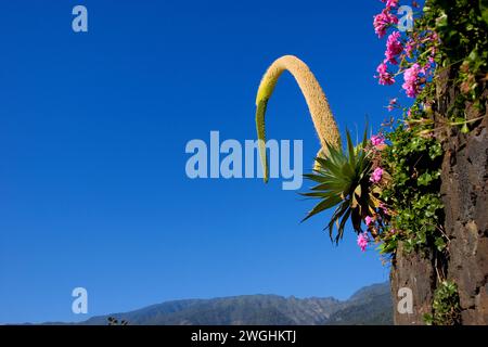 coda di fossile o coda di leone Agave (Agave attenuata) la Palma, Isole Canarie, Spagna Foto Stock