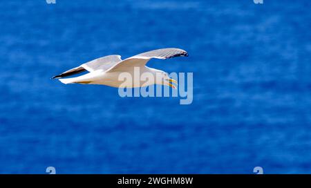 Gabbiano di aringa (Larus Argentatus) in volo sull'Atlantico blu, Tenerife, Spagna Foto Stock