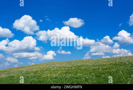 Prato verde di fiori, cielo blu e nuvole bianche di cumulus vicino a Steingaden, Baviera, Germania Foto Stock