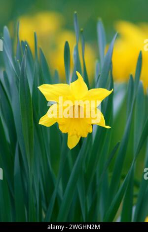 Primo piano di un unico fiore del narciso (Narcissus Pseudonarcissus) Foto Stock