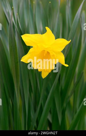 Primo piano di un unico fiore del narciso (Narcissus Pseudonarcissus) Foto Stock