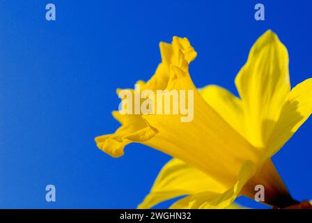 Primo piano di un unico fiore del narciso (Narcissus Pseudonarcissus) Foto Stock